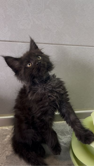 Чорні хлопці мейнкун