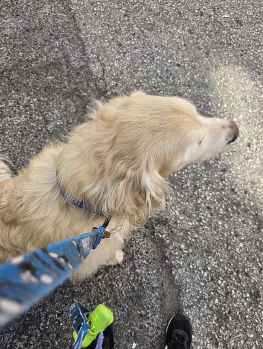 Pet Sitting & Dog Walking