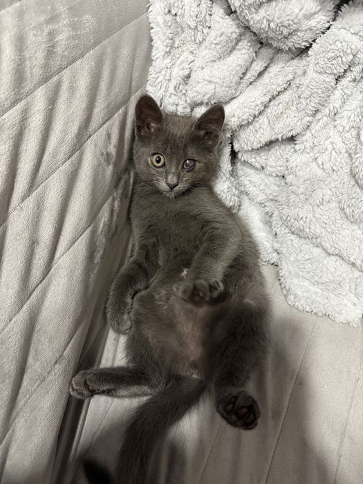 Киця 3 місяці котеня
