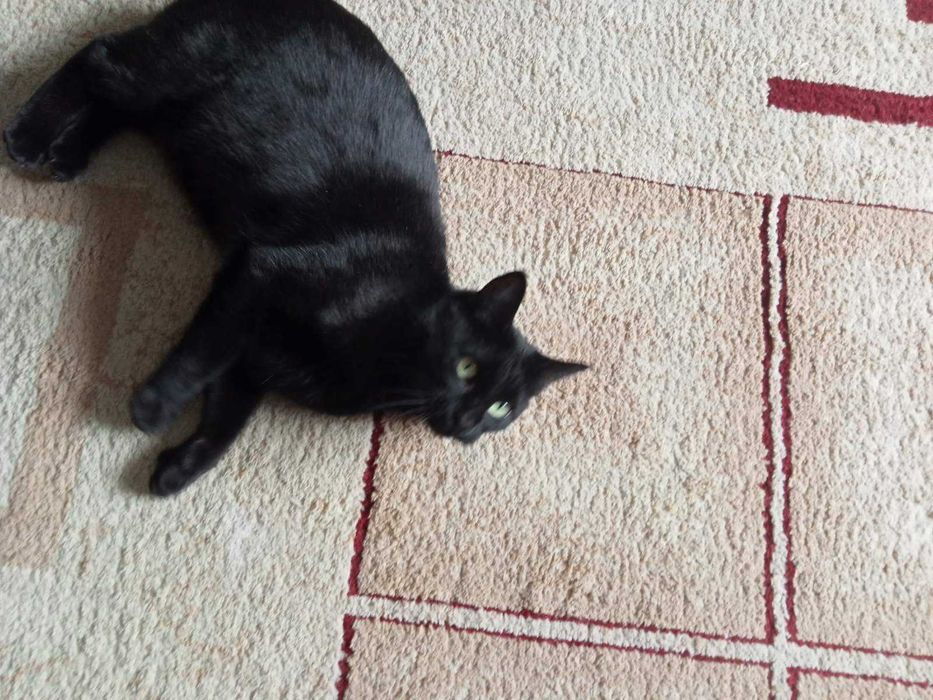 Кошенята в добрі руки