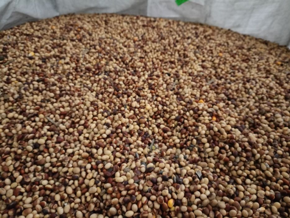 Soja ABACA materiał paszowy