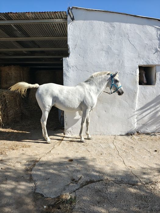 Égua Lusitana  Pontuada
