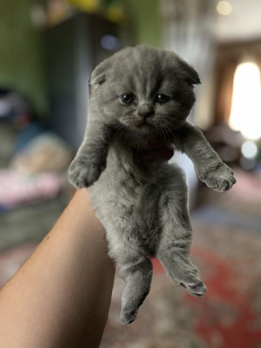 Шотланські кошенята