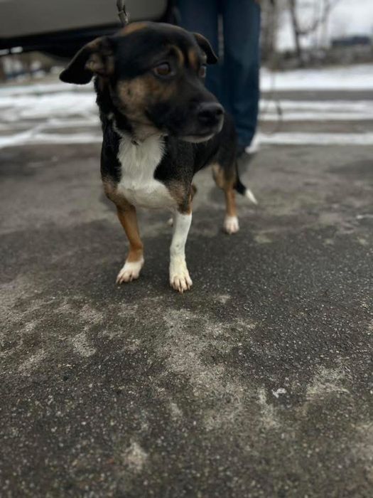 Добрый мальчик Патрон отдам в семью