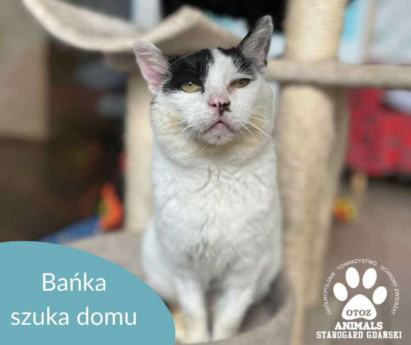 Starsza kotka Bańka do adopcji