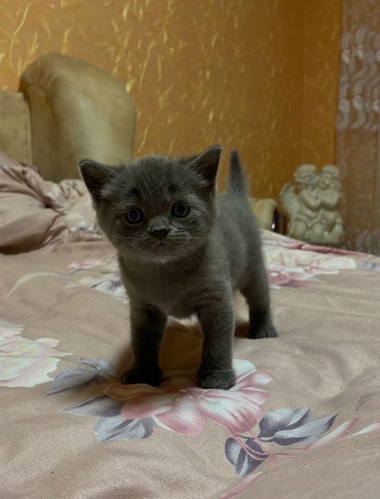 Котёнок чистокровный британец