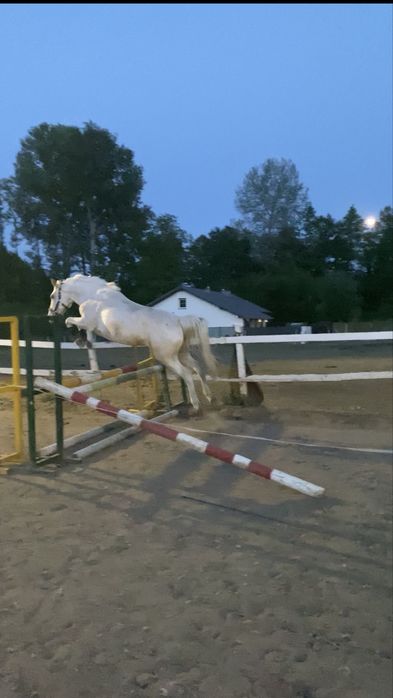 Kucyk torpeda na sprzedaż