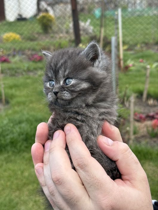 Милі кошенята шотландці