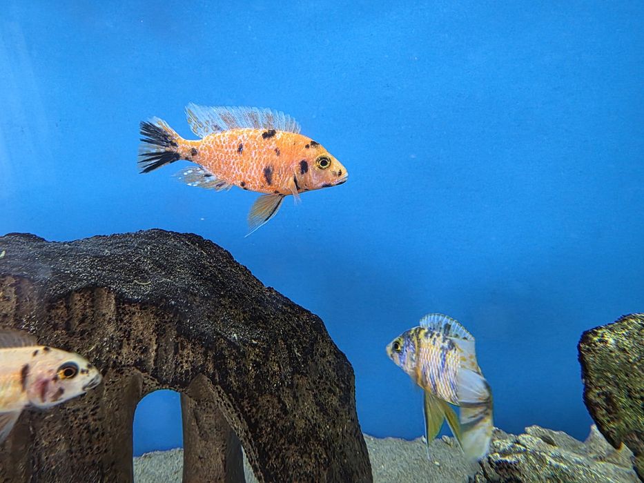 Pyszczaki Aulonocara marmelade ob