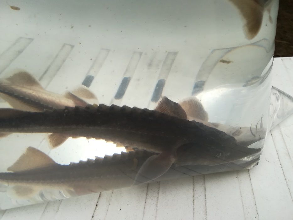 karasie ozdobne ( oczko, staw)