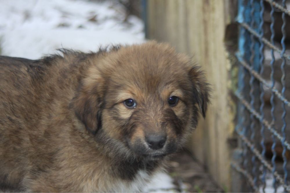 Щенок ищет дом !