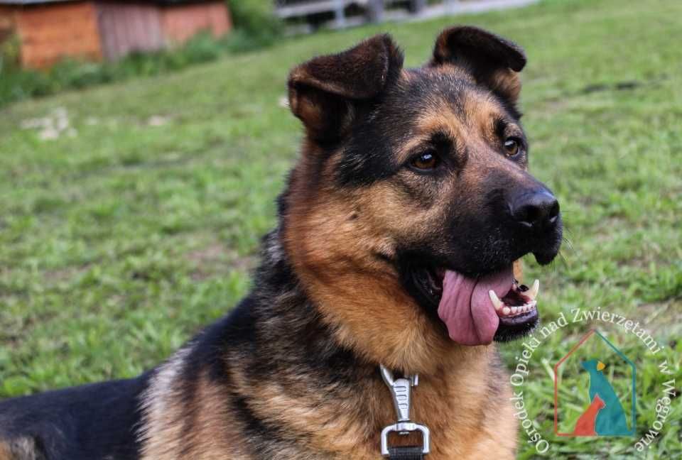 Duży, piękny, wesoły i uroczy - fajny psiak w typie owczarka - adoptuj