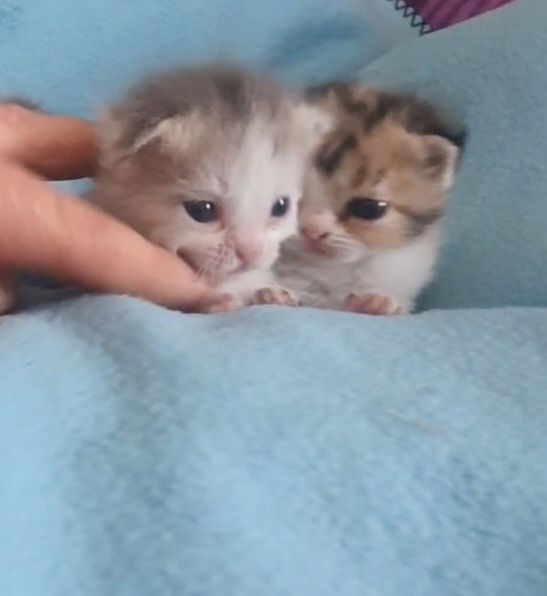 Котята неспешно ищут новый дом