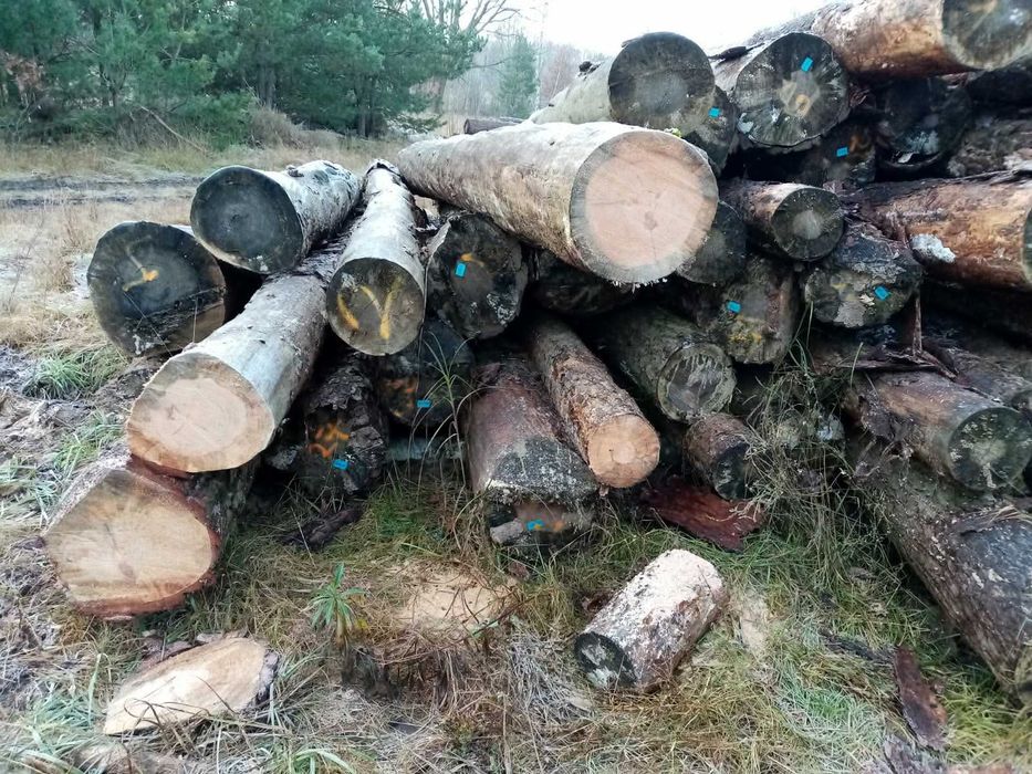 Drzewo sosnowe w wałku