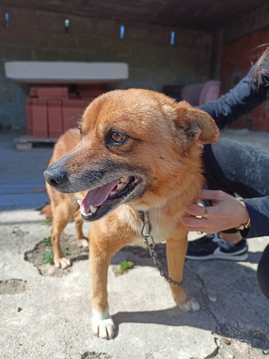 Cão meigo para adoção