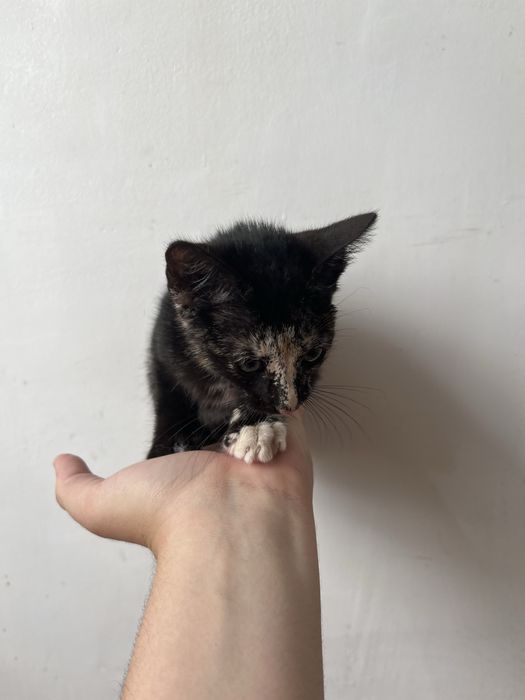 Adoçao gatinha 2 meses