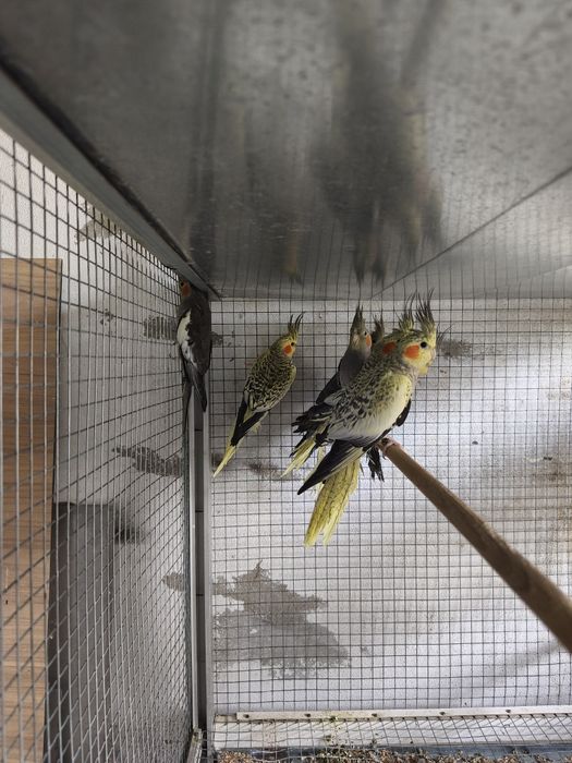 Caturras 2025 e canários 2025