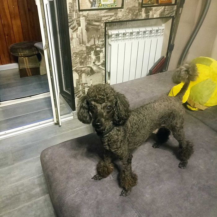 Молодий хлопчик пудель шукає подругу для в'язки