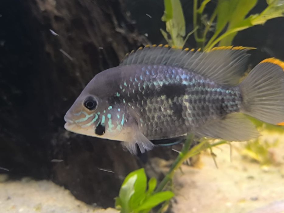 Vendo cicledeos americanos grandes 
Astronotus ocellatus