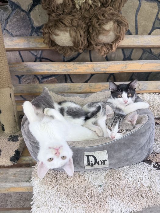 Кошенята в добрі руки