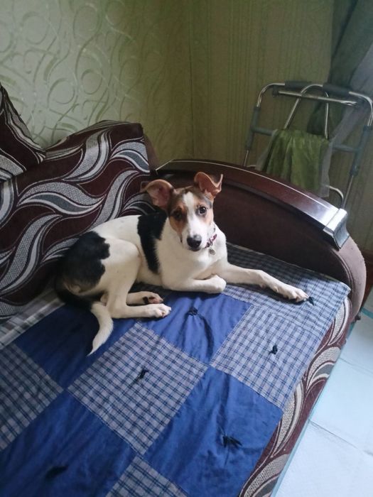 Отдам помесь Джек-рассел терьера