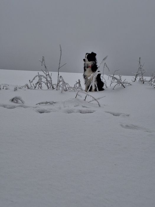 Zaplątana adresówka z paracordu dla psa