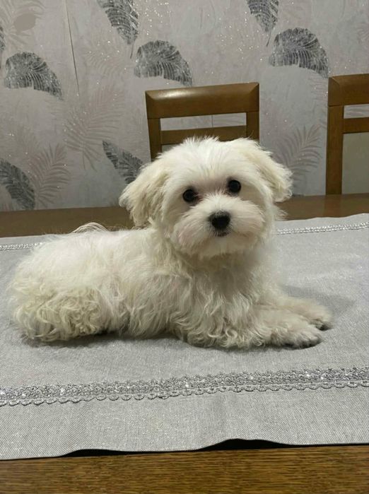 Szczeniaki maltańczyk