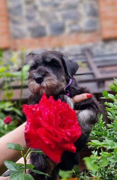 Цуценя цвергшнауцера