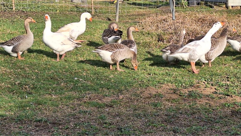 Vendo casais de gansos (2 fêmeas e 1 macho)