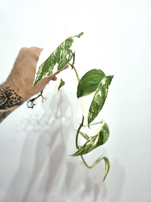 Epipremnum Pinnatum variegata