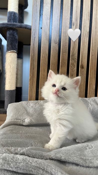 Ragdoll kotka kocur