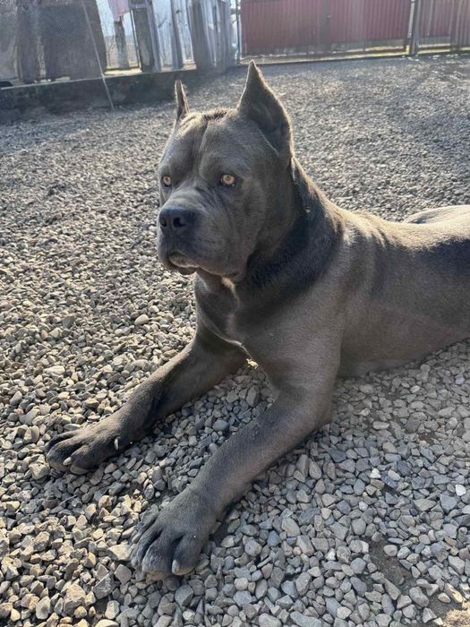 Вязка кане корсо