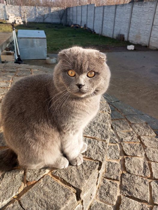 Шотландський кіт для вязки