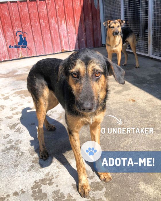 Undertacker - cao jovem porte grande