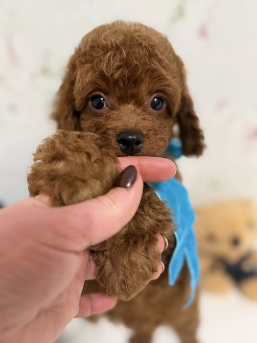 Маленький сладунчик