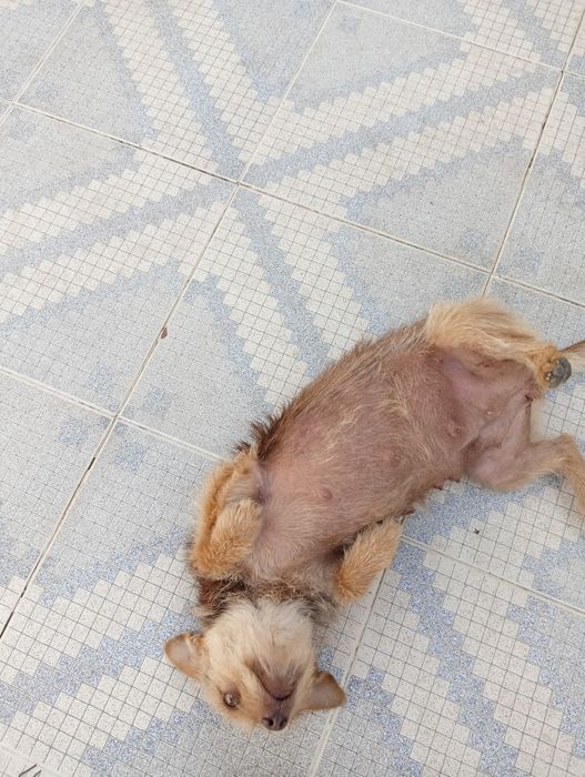 Dou 1 cãozinho femea