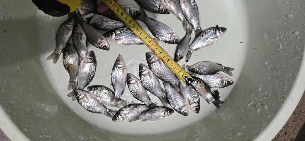 Karaś na żywca od 8-15 cm