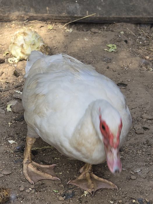 Patos mudos 3 fêmeas 1 macho