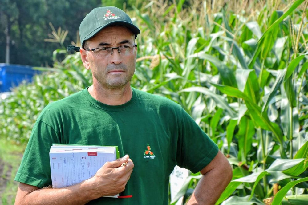 KOZACKA Kukurydza 80 tyś Ziarno