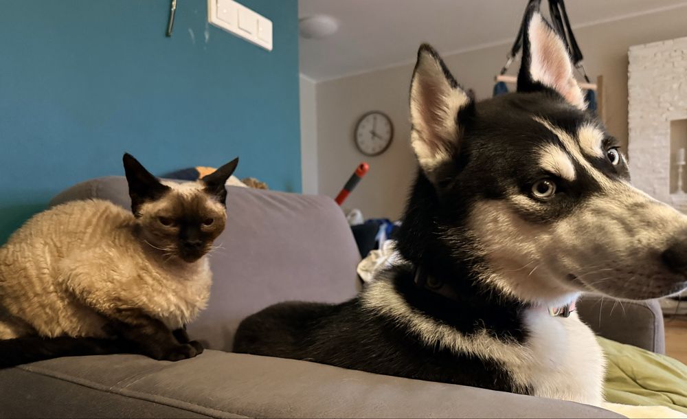 Suczka husky  10 miesiecy