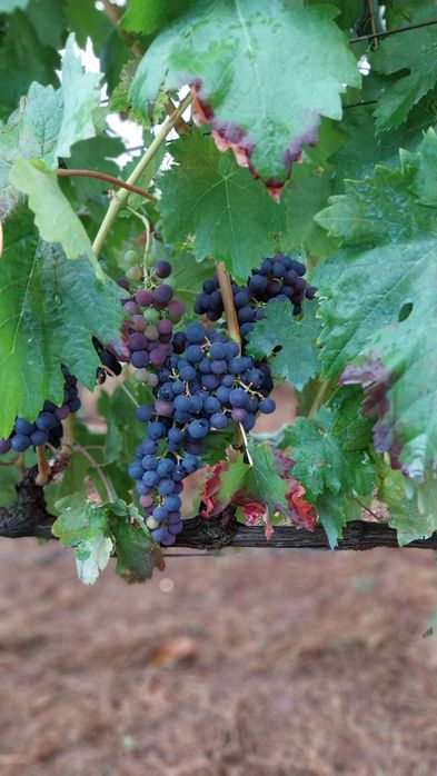Uvas tintas com grau