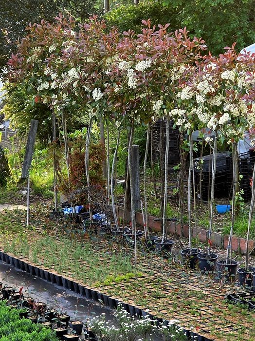 Photinias em copa.