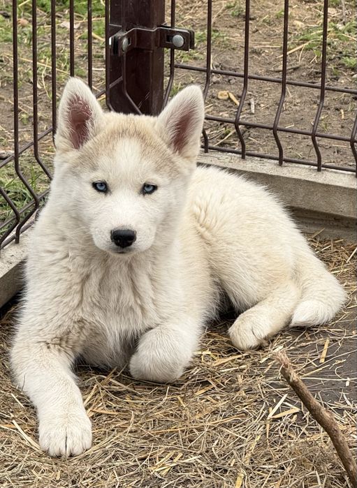 Piękna sunia niebieskooka