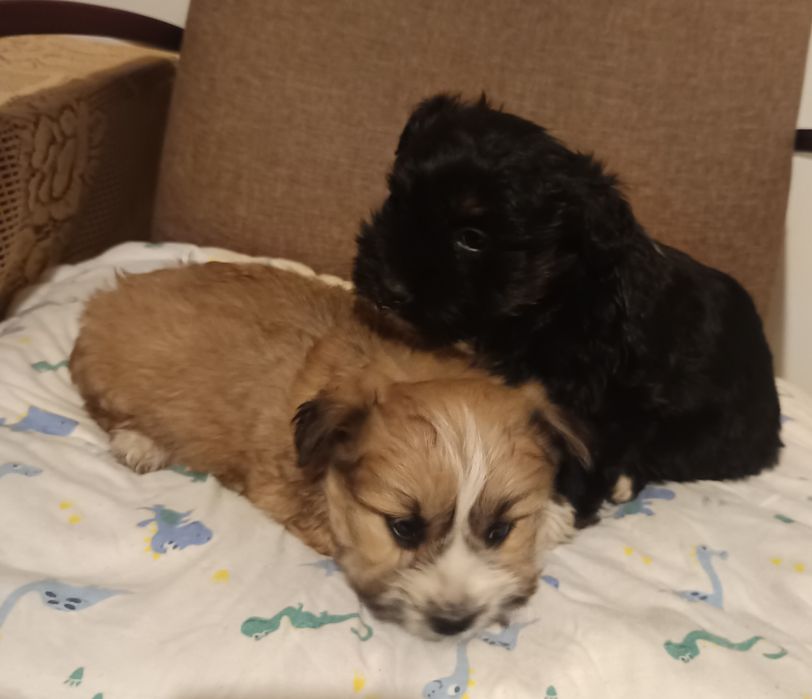 Oddam w dobre ręce szczeniaki maltańczyk