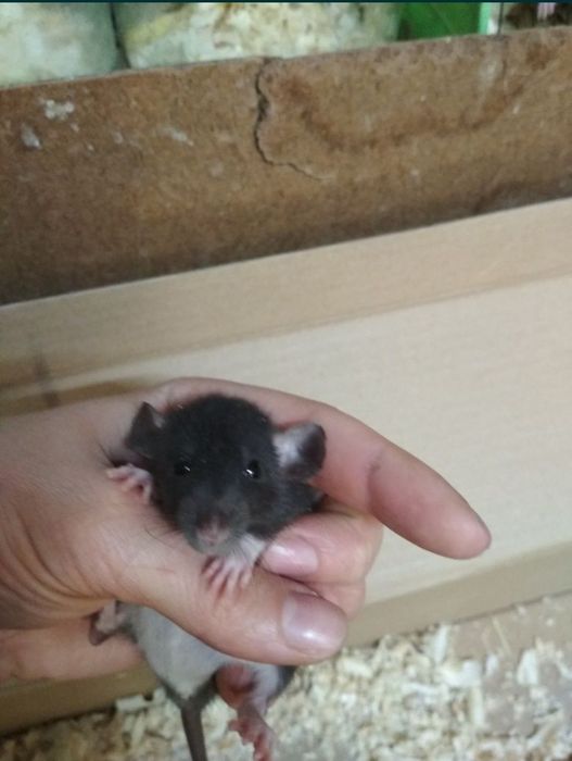 Декоративные крыски