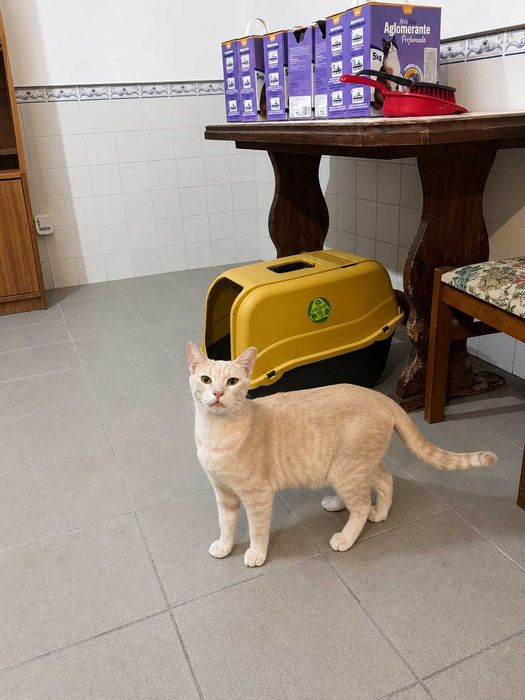 CASTRADO | Gato Juvenil para Adoção Responsável | Negativo a FIV e a FELV