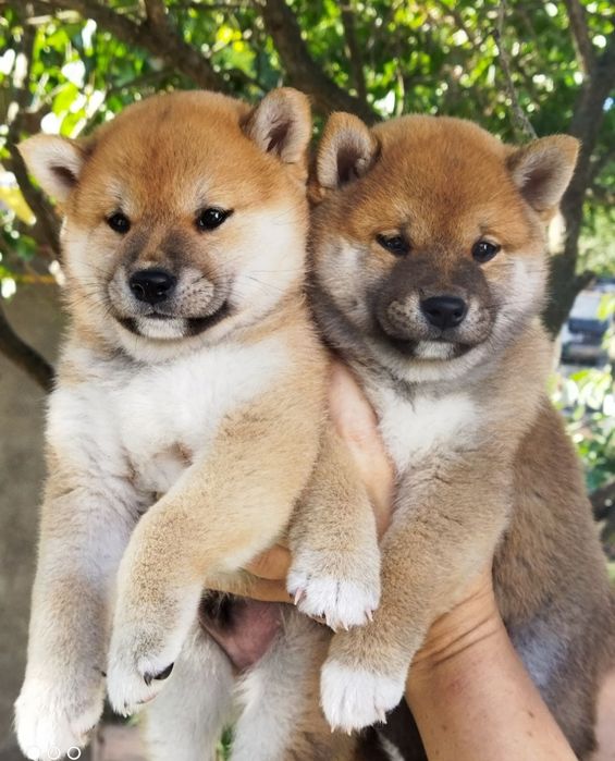 shiba inu Собаки в Киев