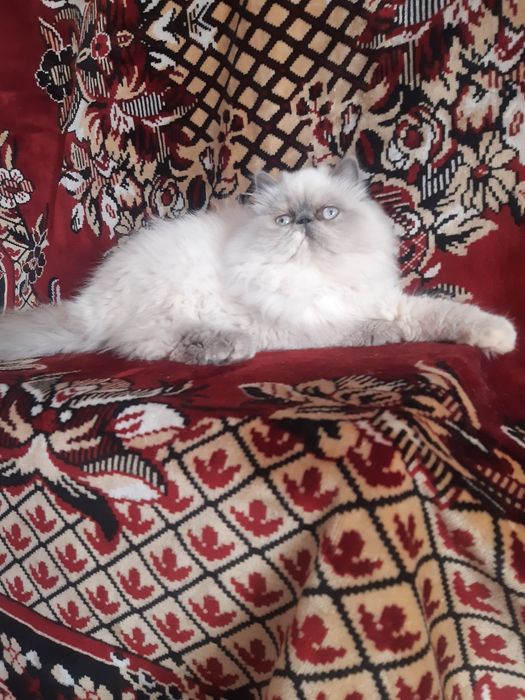 Персидська кішечка