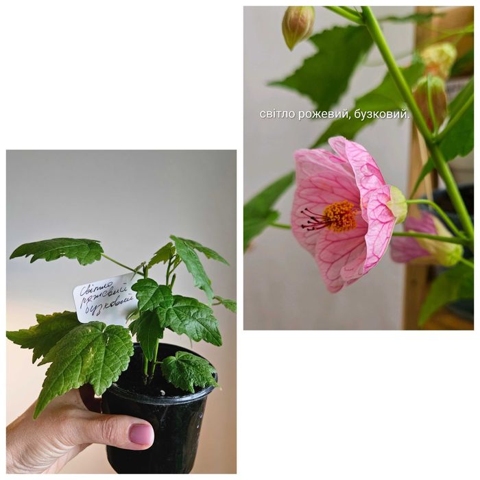 Абутілон, колеус, пахістахіс.