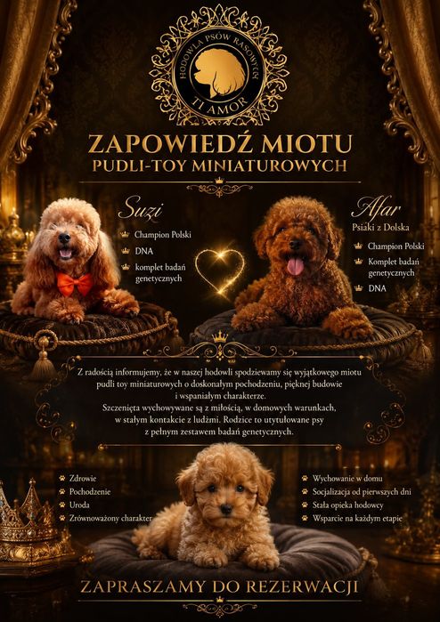 Zapowiedź szczeniąt pudel Toy- miniaturka